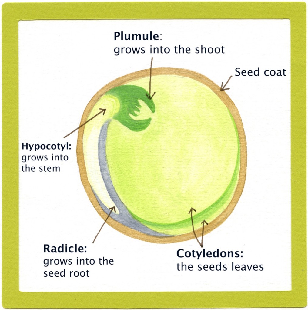 Inside a seed