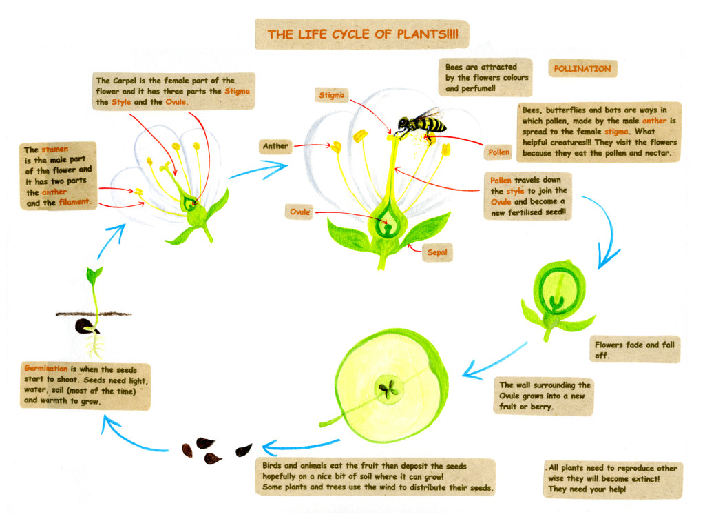 The life Cycle of plants
